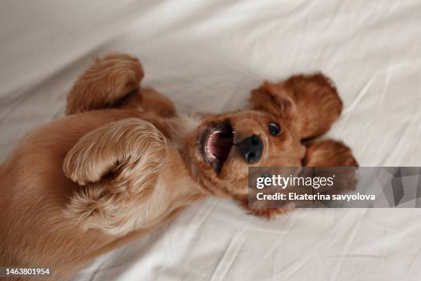 funny cocker spaniel puppy smiling during a photo shoot. emotional portrait of a dog. - cagnolino foto e immagini stock
