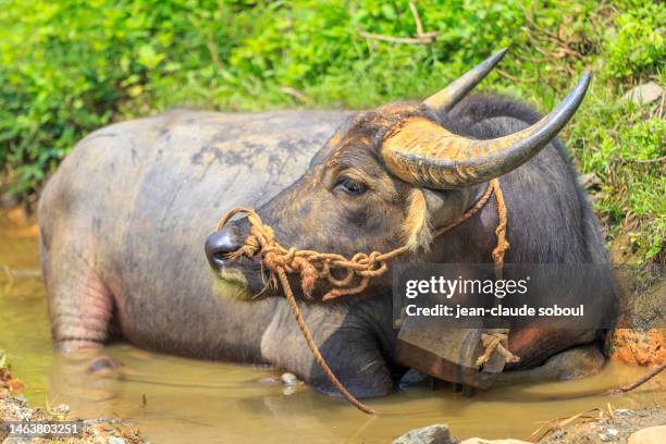 a buffalo takes a bath in the lao cai province (vietnam) - sa pa stock pictures, royalty-free photos & images