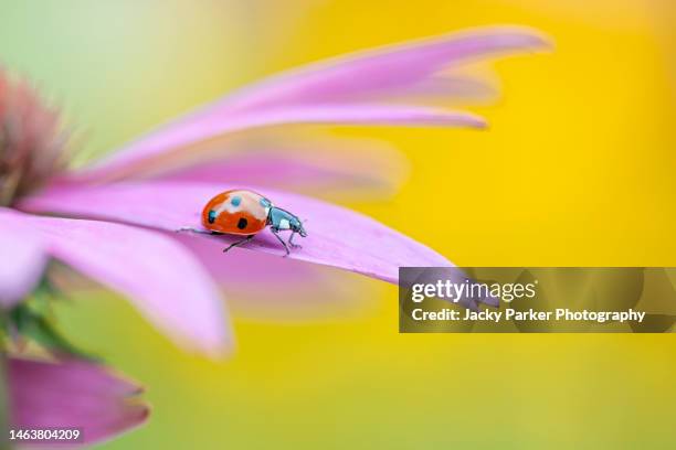 a 7-spot ladybird resting on the petals of a pink coneflower - echinacea purpurea - ladybug stock pictures, royalty-free photos & images