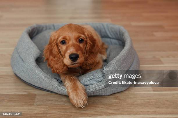 cute golden cocker spaniel is lying on a dog bed. light background. the dog is lying on the litter for pets. - domestic animals photos et images de collection