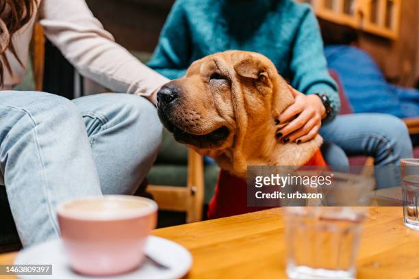 due amiche che accarezzano il loro cane in un caffè - shar pei foto e immagini stock
