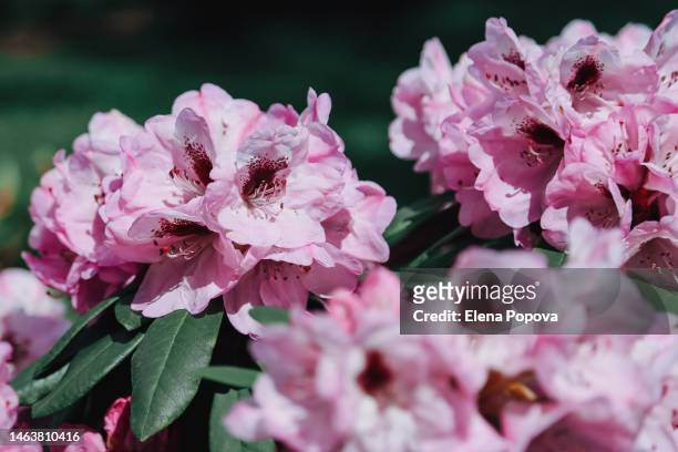 blossom pink ajar flowers against blurred nature background - azalea foto e immagini stock