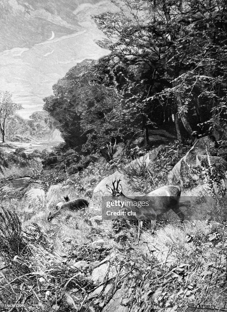 Deer in the evening at the forest brook