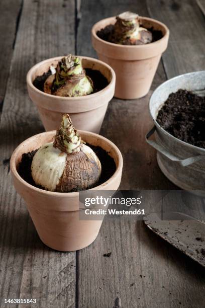 pots with freshly planted amaryllis bulbs - amaryllis stock-fotos und bilder