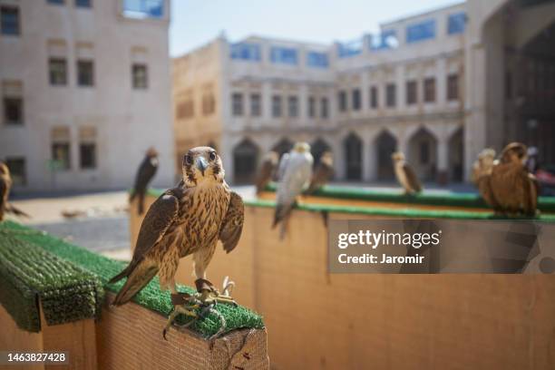 falcons on street of falcon souq - middle east market stock pictures, royalty-free photos & images