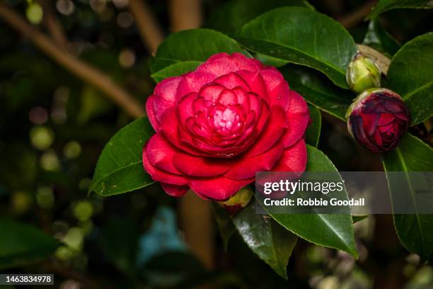 close-up of a red camellia flower - camellia bildbanksfoton och bilder