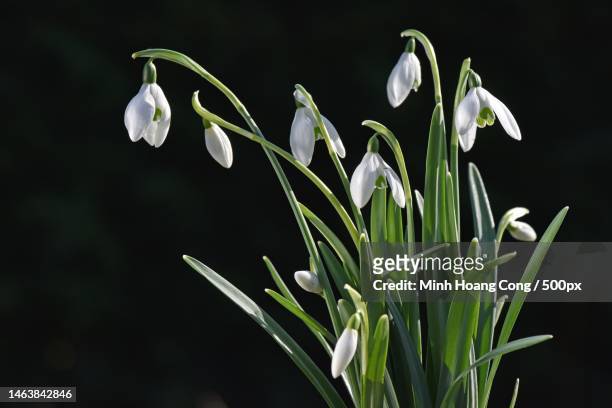 close-up of white flowering plant,france - snowdrops stockfoto's en -beelden