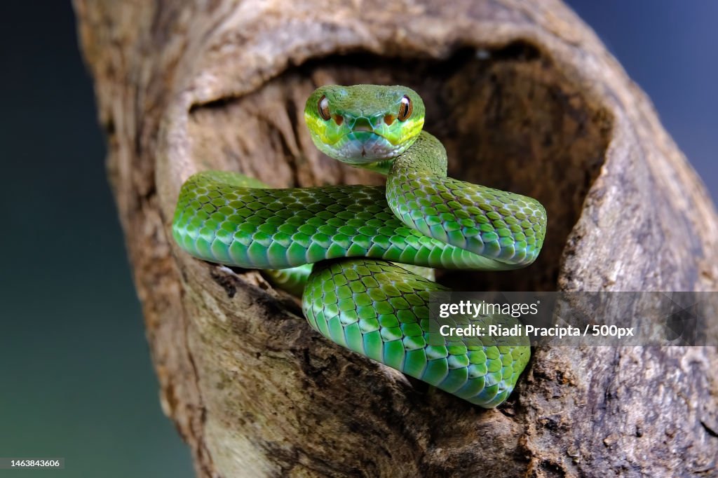 Close-up of viper on tree,Bekasi Barat,Indonesia