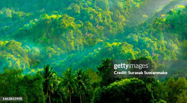 concept of earth protection day or environmental protection hands to protect the growing forest - earth day globe stock pictures, royalty-free photos & images
