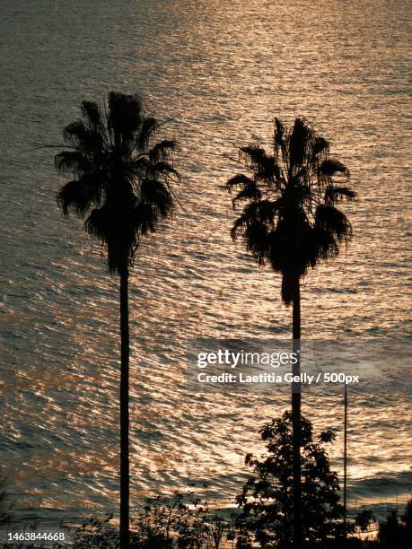 silhouette of palm trees by sea against sky during sunset - gelly stock pictures, royalty-free photos & images