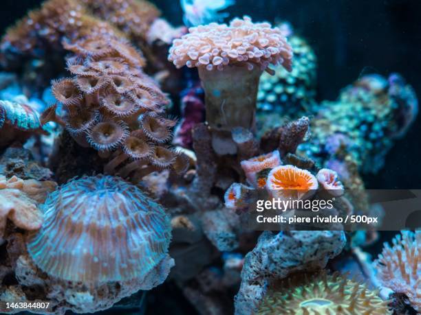 close-up of coral in sea,riverside building,united kingdom,uk - sea anemone stock pictures, royalty-free photos & images