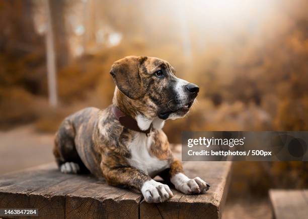 cute mastiff dog lying down on wooden table in park during sunset,spain - mastiff stock pictures, royalty-free photos & images