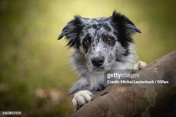 portrait of collie on tree,prague,czech republic - dog agility imagens e fotografias de stock