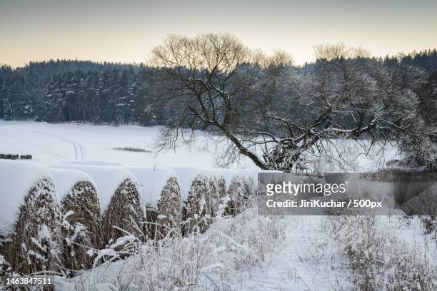 trees on snow covered field against sky,czech republic - kuchar stock pictures, royalty-free photos & images
