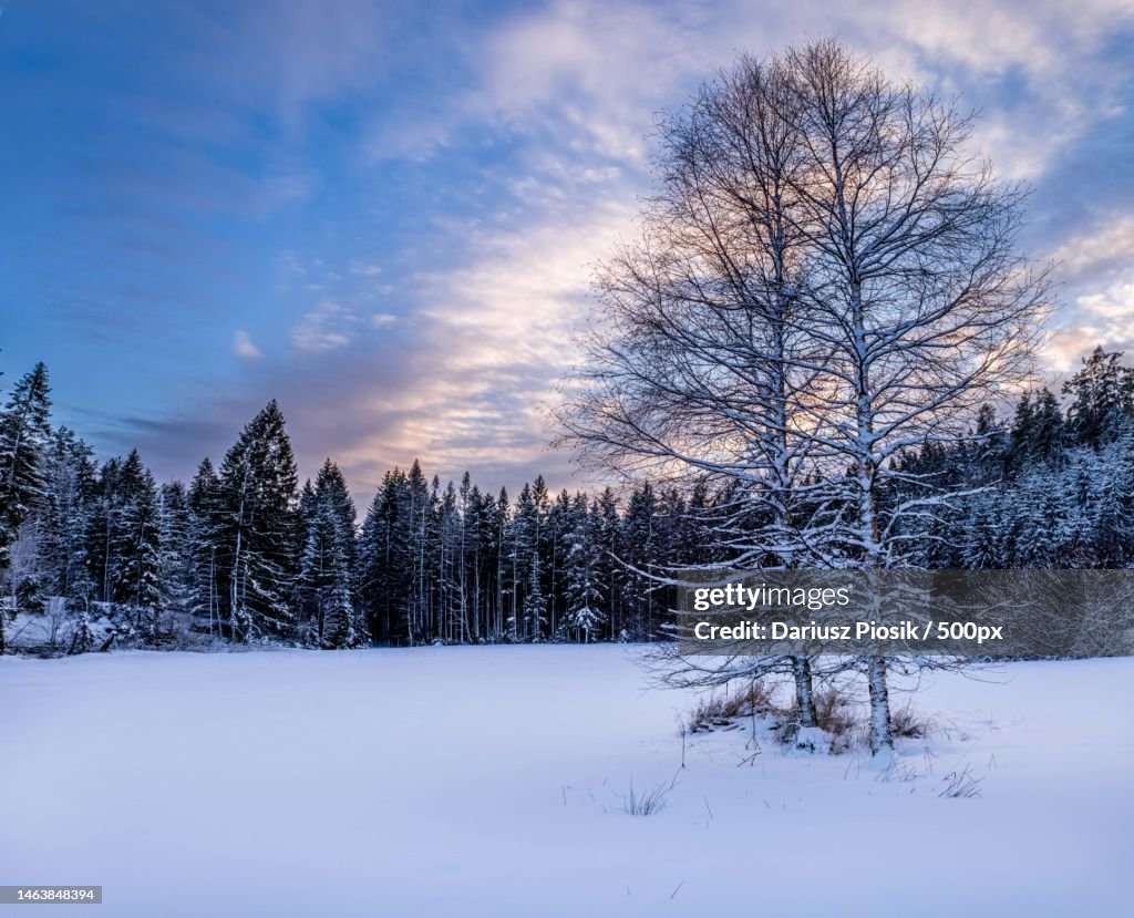Trees on snow covered field against sky,Larvik,Norway