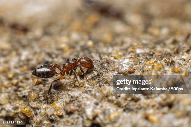 close-up of ant on rock,indonesia - solenopsis invicta stock-fotos und bilder