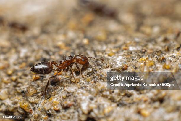 close-up of ant on rock,indonesia - red imported fire ant stock pictures, royalty-free photos & images