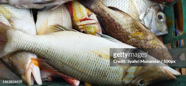 close-up of freshwater fish for sale in market,indonesia - munandar stock pictures, royalty-free photos & images