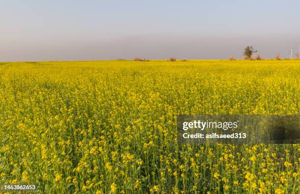 mustard fields - punjab pakistan stockfoto's en -beelden