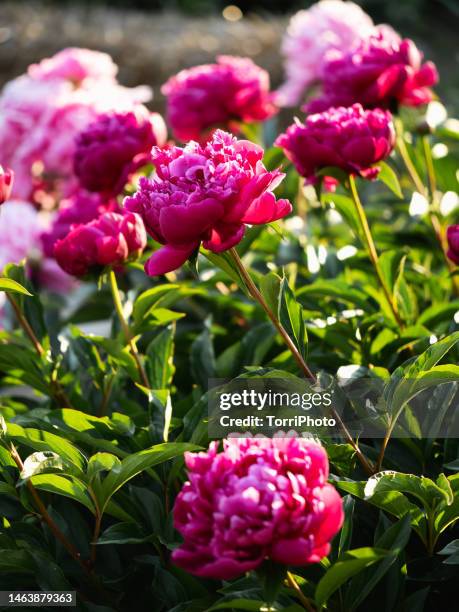 blossoming bush of pink purple peony in cottage garden - peónia imagens e fotografias de stock