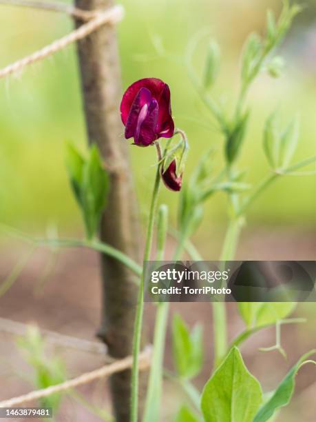 close-up climbing sweetpea flowers on wooden trellis - sweet peas stock pictures, royalty-free photos & images