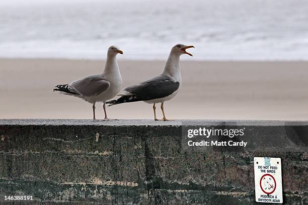 Seagulls on a wall in front of a near deserted beach on June 15, 2012 in Barry, Wales. The latest unseasonable weather comes as a number of tourism...