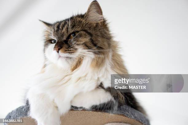 beautiful angora cat at home - bolivia daily life stock pictures, royalty-free photos & images