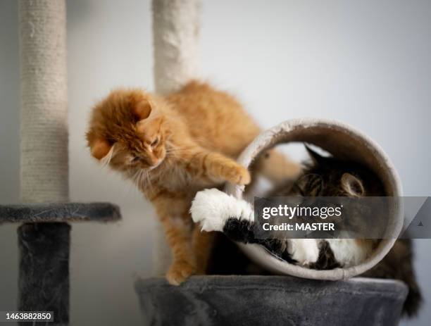 2 cats fighting over spot at home - bolivia daily life stock pictures, royalty-free photos & images