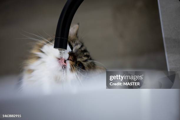 beautiful cat drinking water from pipe - bolivia daily life stock pictures, royalty-free photos & images