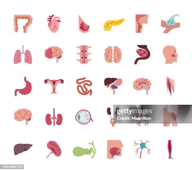 stockillustraties, clipart, cartoons en iconen met human internal organs flat icons set - menselijke maag inwendig orgaan