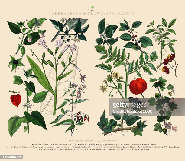 herbaceous and flowering plants, plant kingdom, victorian botanical illustration, circa 1853 - tomato plant stock illustrations