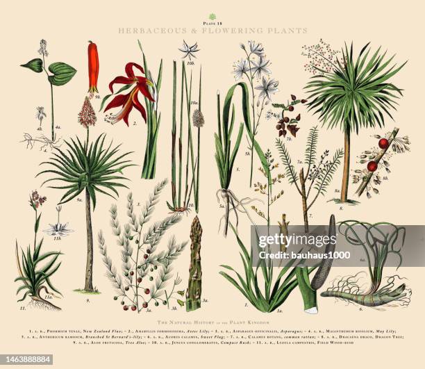 bildbanksillustrationer, clip art samt tecknat material och ikoner med herbaceous and flowering plants, plant kingdom, victorian botanical illustration, circa 1853 - rotting