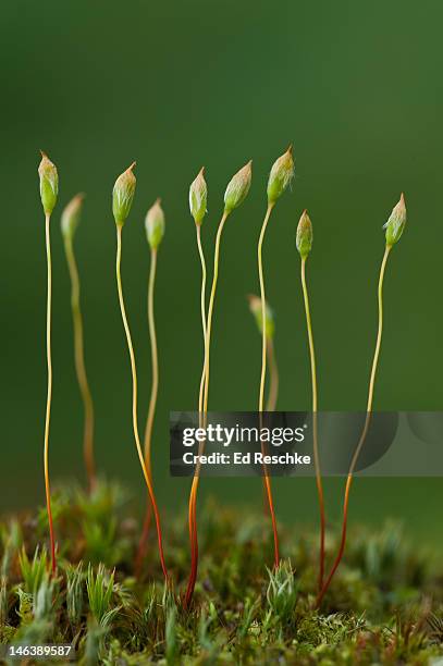 hairy cap moss (polytrichum sp) sporophytes - prothallium stock pictures, royalty-free photos & images