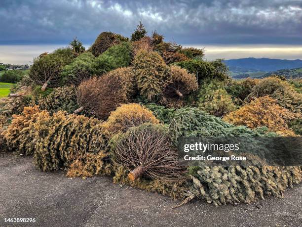 Large pile of Christmas trees are headed for recycling as viewed on January 14 in Solvang, California. Following the notoriety from the Academy...