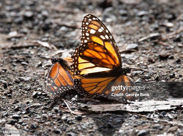 Monarch Butterfly Grove - Thousands of Butterflies in Pismo Beach