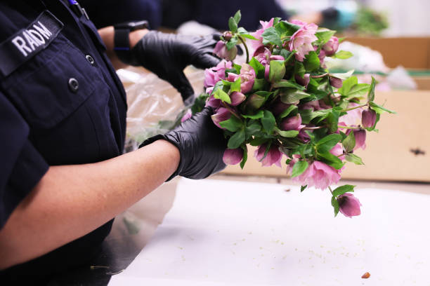 NY: CBP Inspects Flowers Arriving At JFK Airport Ahead Of Valentine's Day