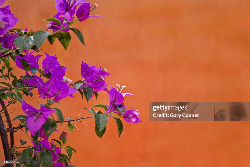 Bouganvilla blooms against orange wall