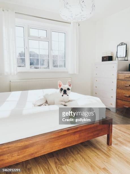 frenchie dog enjoys lying on fresh bedding - dog on wooden floor stock pictures, royalty-free photos & images
