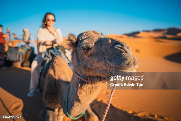turistas asiáticas chinas que se levantan en un tren de camellos dromedario cruzando el desierto del sahara marruecos - marruecos fotografías e imágenes de stock