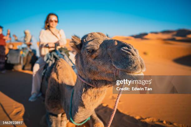 asian chinese female tourists getting up riding dromedary camel train crossing sahara desert morocco - marocco 個照片及圖片檔