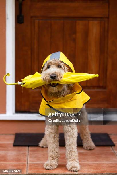 rainy day goldendoodle walk - raincoat stock-fotos und bilder