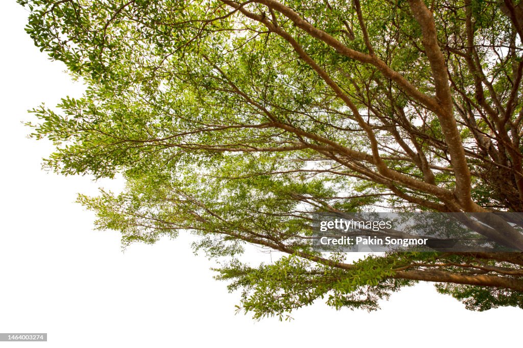 Leaf green tree is isolated on a white background. clipping path