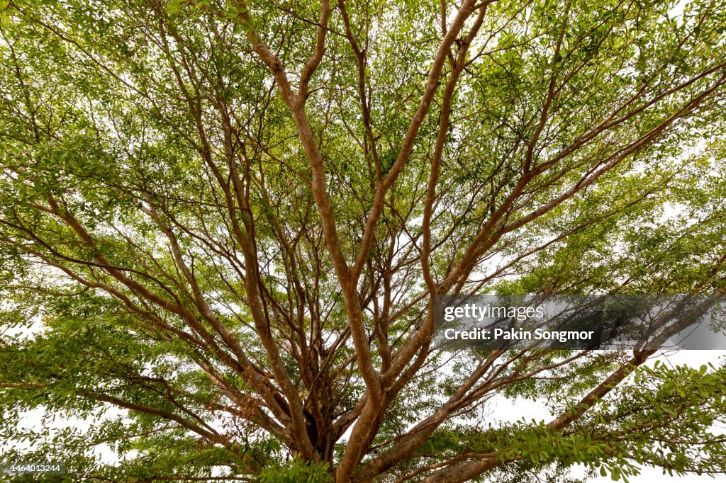 Green tree is isolated on a white background. clipping path