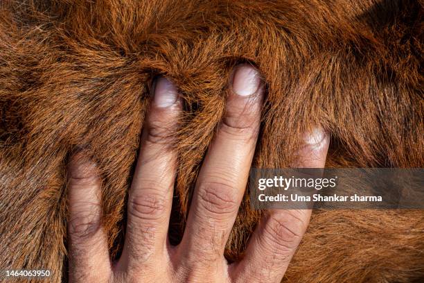 fingers in fur of calf. - hairy indian men stockfoto's en -beelden