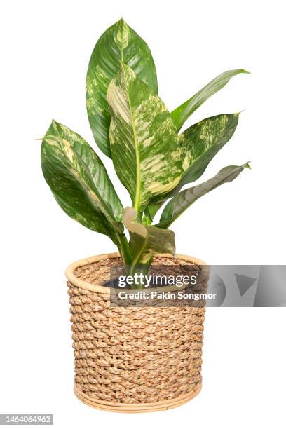 dieffenbachia sp. (araceae) variegated plants in a wicker basket on a white background. clipping path - plante tropicale photos et images de collection