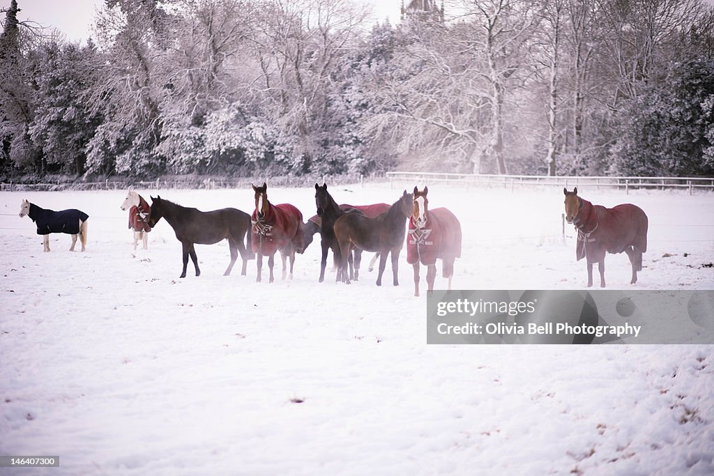 Herd of Horses standing in snow