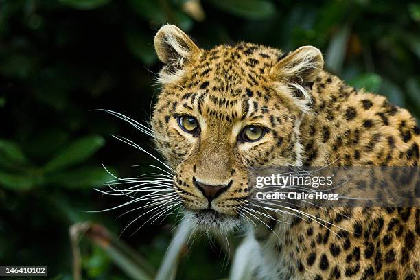 amur leopard - amur leopard stock-fotos und bilder