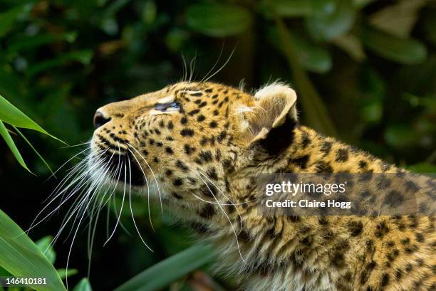 amur leopard profile - amur leopard stock pictures, royalty-free photos & images