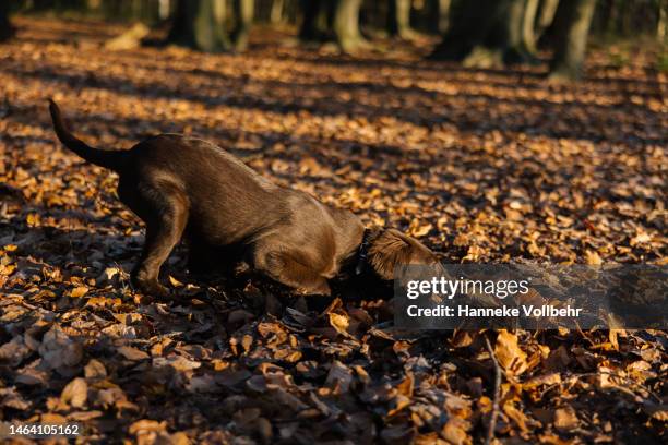 brown dog playing in brown leaves outside - nuzzling stockfoto's en -beelden