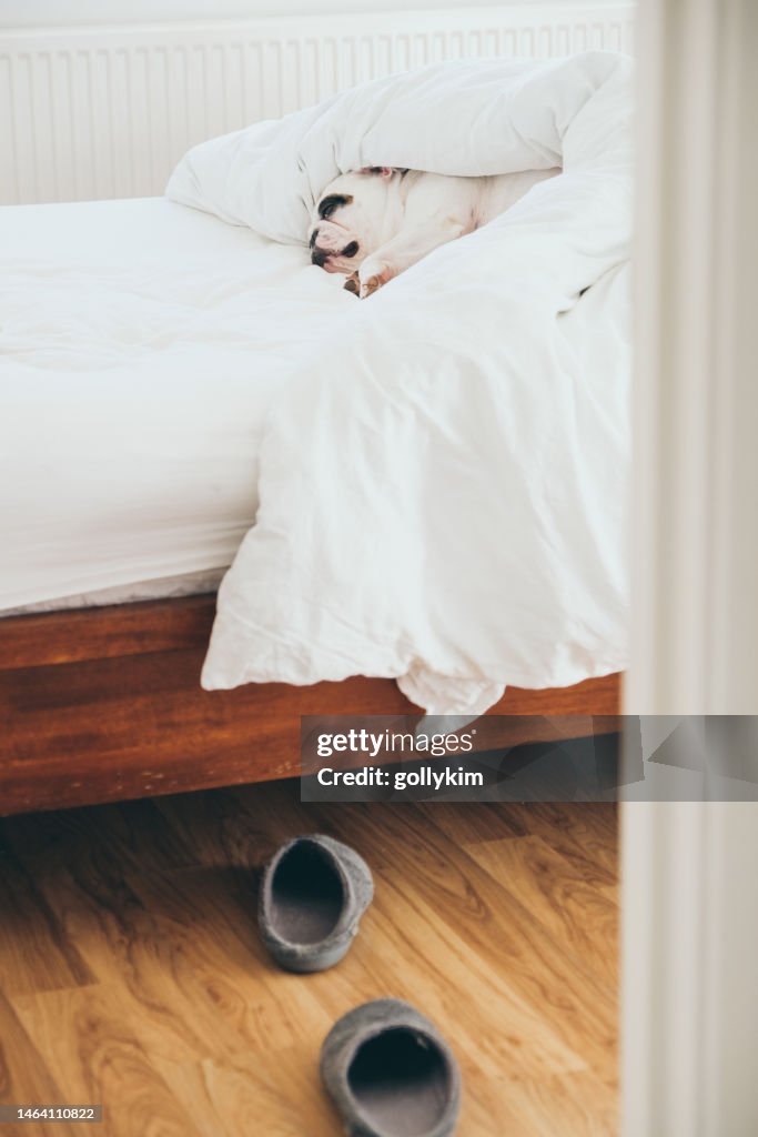 Frenchie dog in bed under the duvet